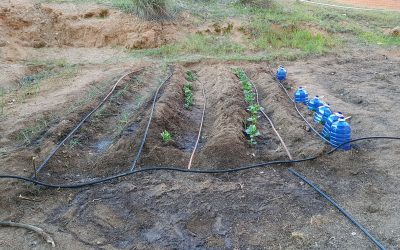 El huerto de la residencia